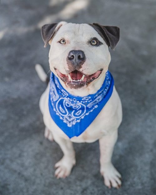 Photo of Buddy, adoptable American Bulldog in Miami, Florida