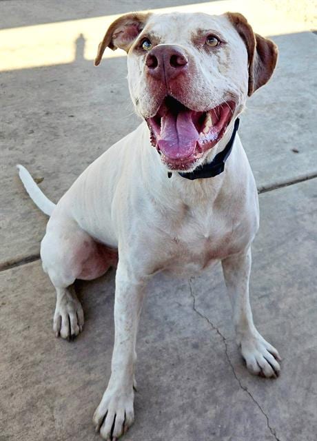 Photo of Apollo, adoptable Pit Bull Terrier in Sacramento, California