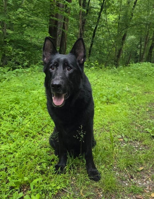 Photo of Eclipse, adoptable German Shepherd Dog in Baltimore, Maryland