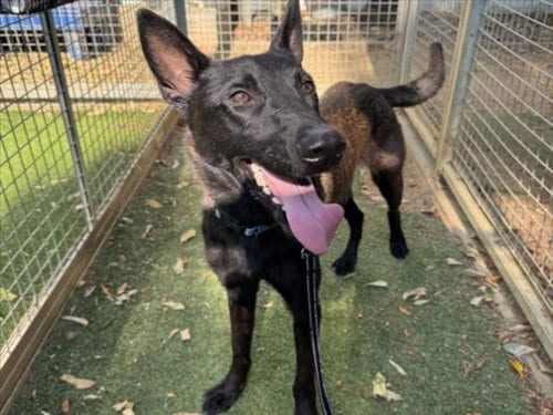 Photo of Paulie, adoptable Belgian Shepherd Malinois in Van Nuys, California
