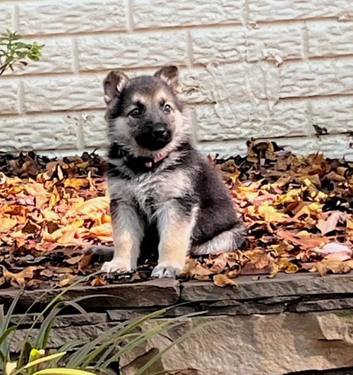 Photo of Blair 7615, adoptable German Shepherd Dog in Centreville, Virginia