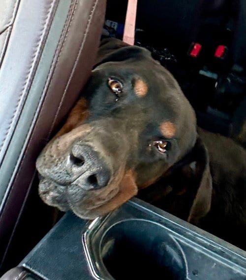 Photo of Mac, adoptable Rottweiler in Gilbert, Arizona