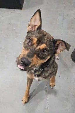 Photo of Scout, adoptable Shepherd in League City, Texas
