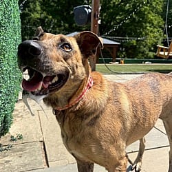 Photo of Boba, adoptable Mixed Breed (Medium) in Potomac, Maryland
