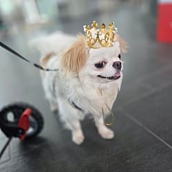 Photo of Chichi, adoptable Chihuahua in Washington, District of Columbia