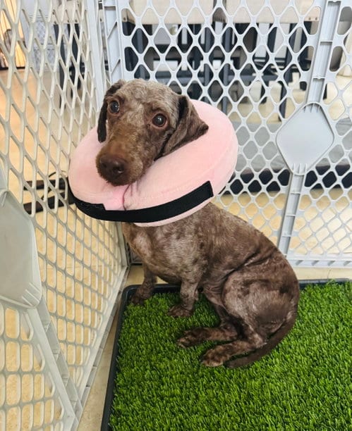 Photo of Mocha, adoptable Labrador Retriever in Valrico, Florida
