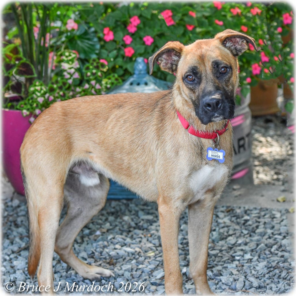 Photo of Higgs, adoptable Shepherd / Mastiff in Wake Forest, North Carolina