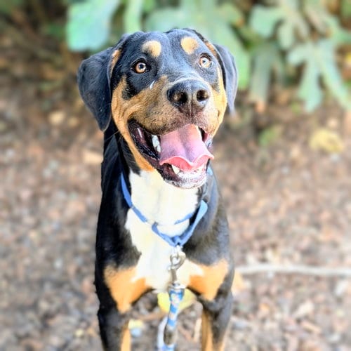 Photo of Auggie, adoptable Doberman Pinscher in Oakland, California