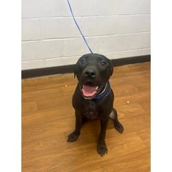 Photo of T'Challa, adoptable Labrador Retriever American Pit Bull Terrier in Baton Rouge, Louisiana