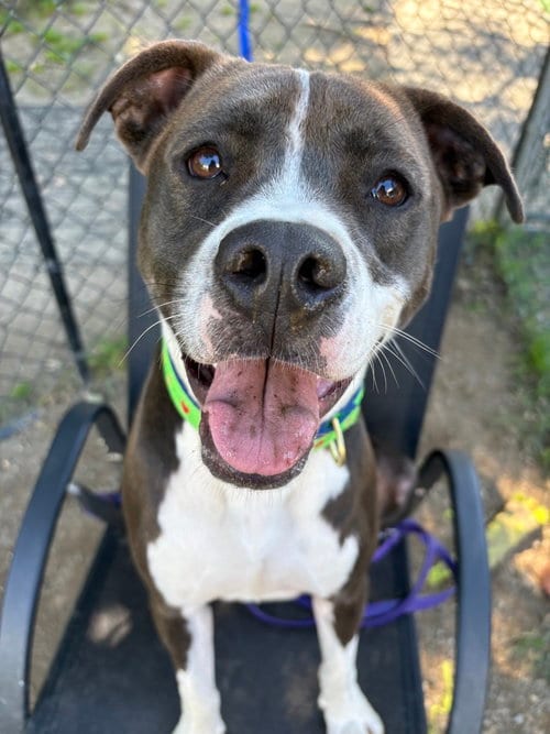Photo of AC - Ripple, adoptable American Pit Bull Terrier in Brewster, New York