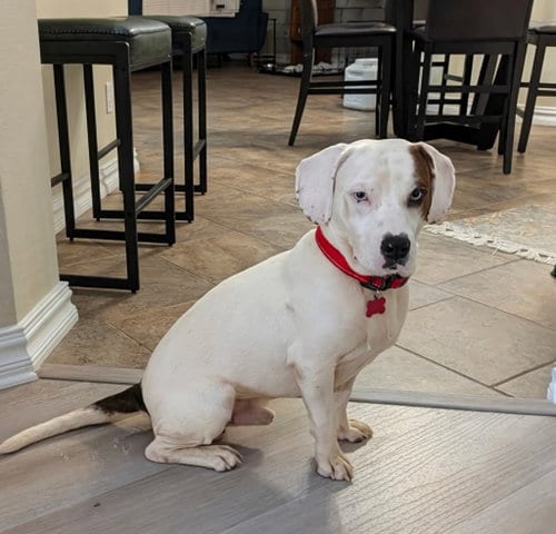 Photo of Blue IV, adoptable Beagle in Tampa, Florida