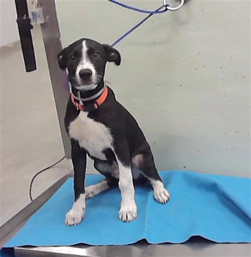 Photo of Pooky, adoptable Labrador Retriever in Houston, Texas