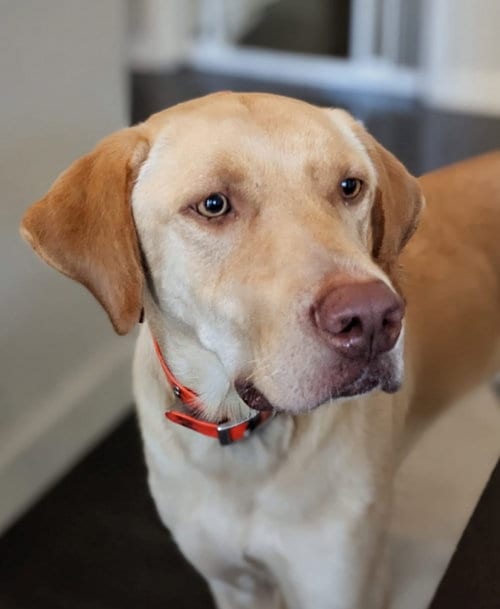 Photo of Hank, adoptable Labrador Retriever in Wheaton, Illinois
