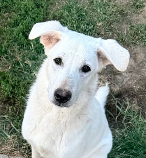 Photo of Ruby's Rowdies : Blondie (Mickey), adoptable German Shepherd Dog in Aurora, Indiana