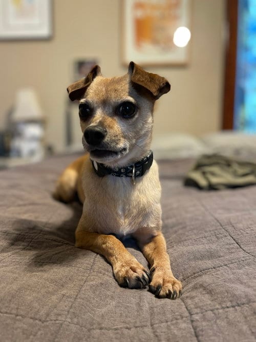 Photo of Spooky, adoptable Chihuahua in St. Louis Park, Minnesota