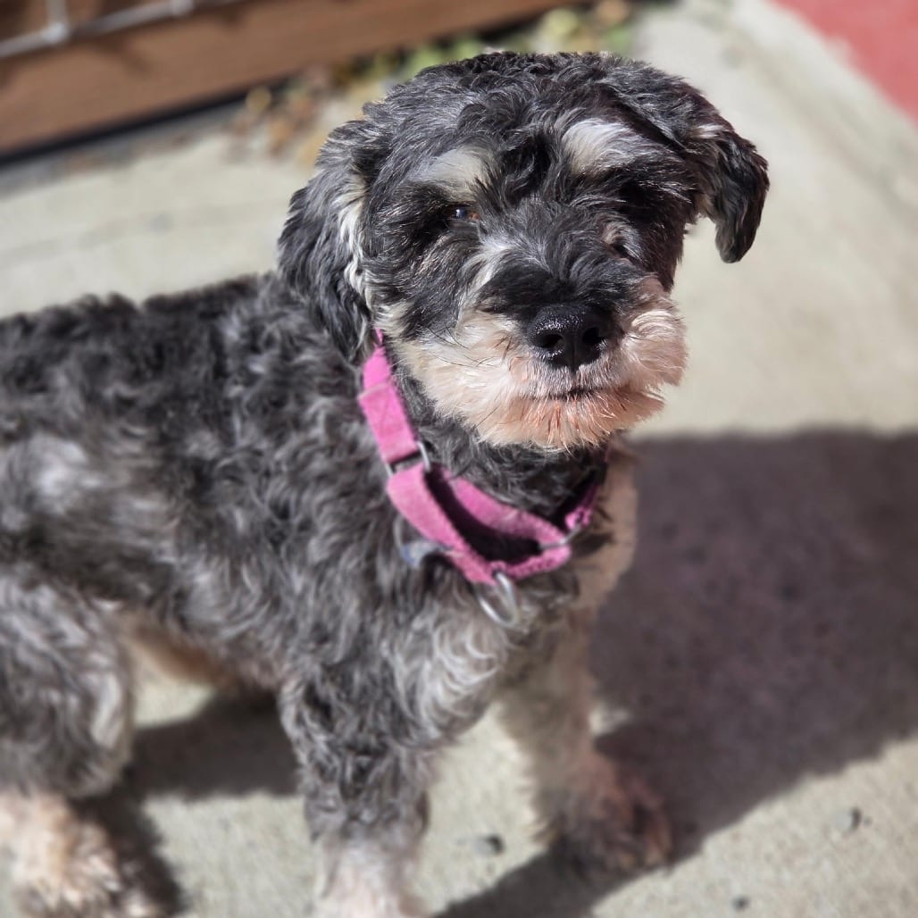 Photo of Fuller, adoptable Schnauzer, Miniature in Port Angeles, Washington