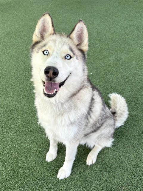 Photo of Apollo, adoptable Husky in Castaic, California