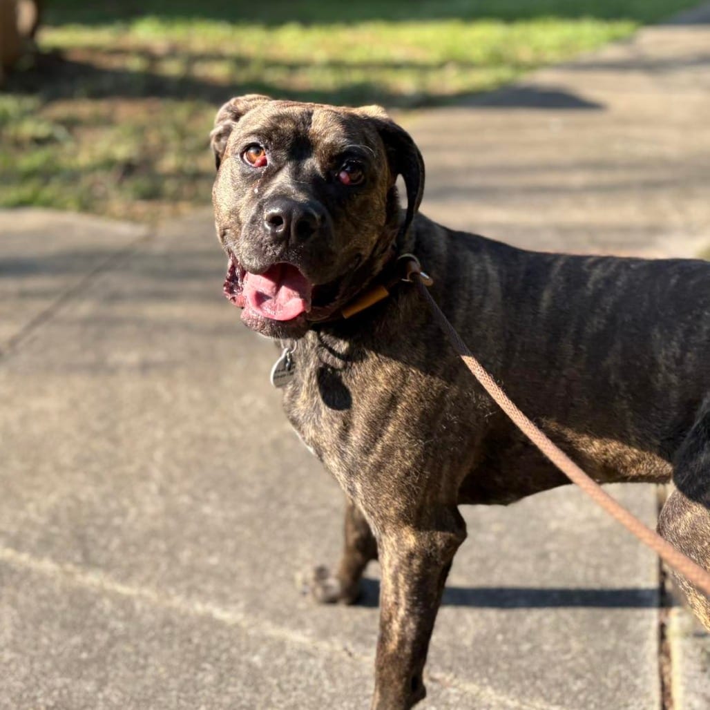 Photo of Xena Bloom, adoptable dog in Whitestone, New York