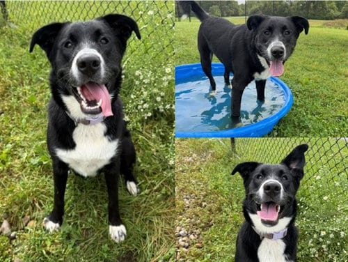 Photo of Angel, adoptable Labrador Retriever in Fort Wayne, Indiana
