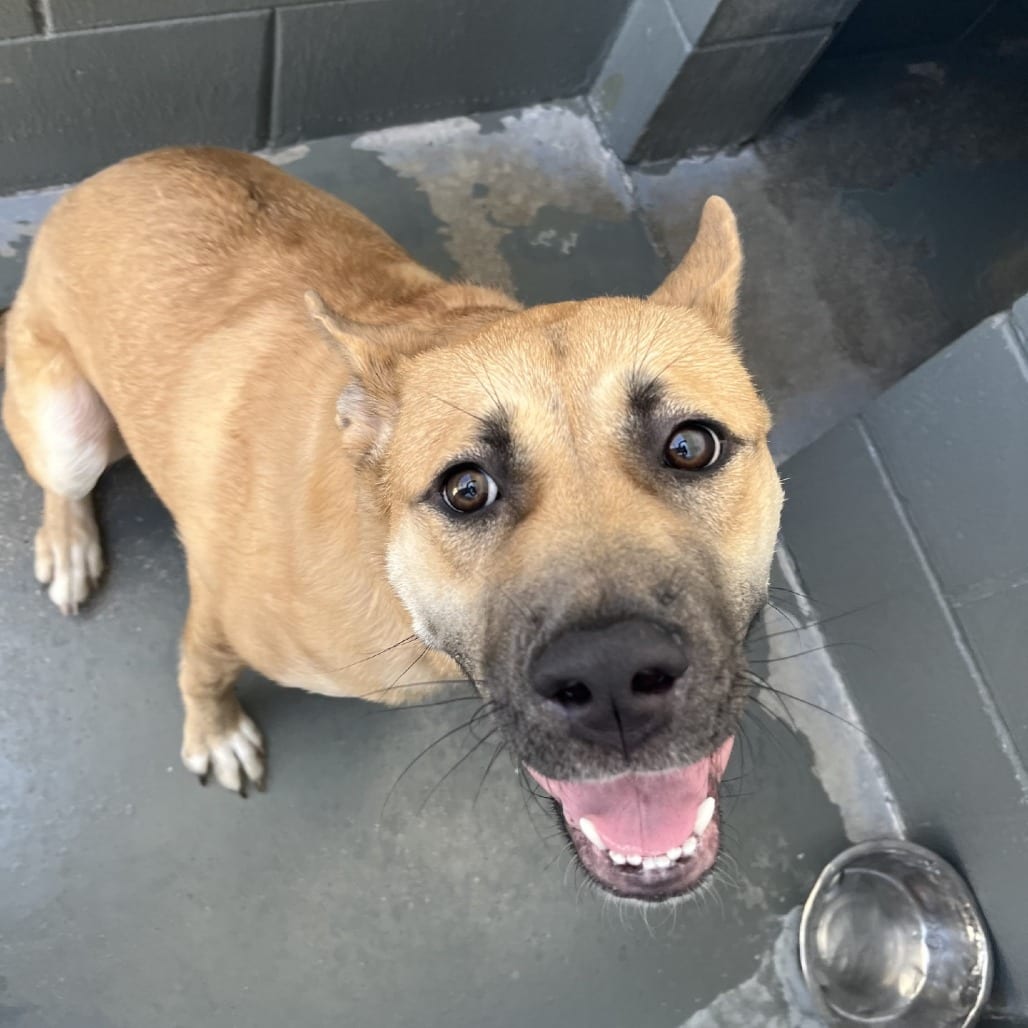Photo of Meekah, adoptable Retriever, Labrador / Mix in Fort Pierce, Florida