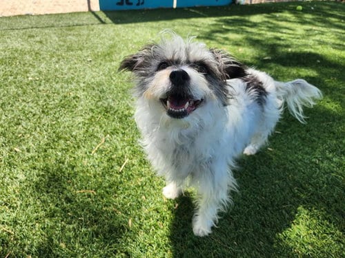 Photo of Chloe, adoptable Terrier in Antioch, California