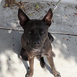 Photo of Raffi, adoptable Labrador Retriever Boxer in Boulder, Colorado