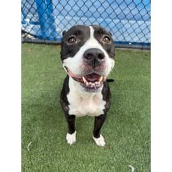Photo of Joy, adoptable Terrier (Unknown Type, Medium) in Doral, Florida