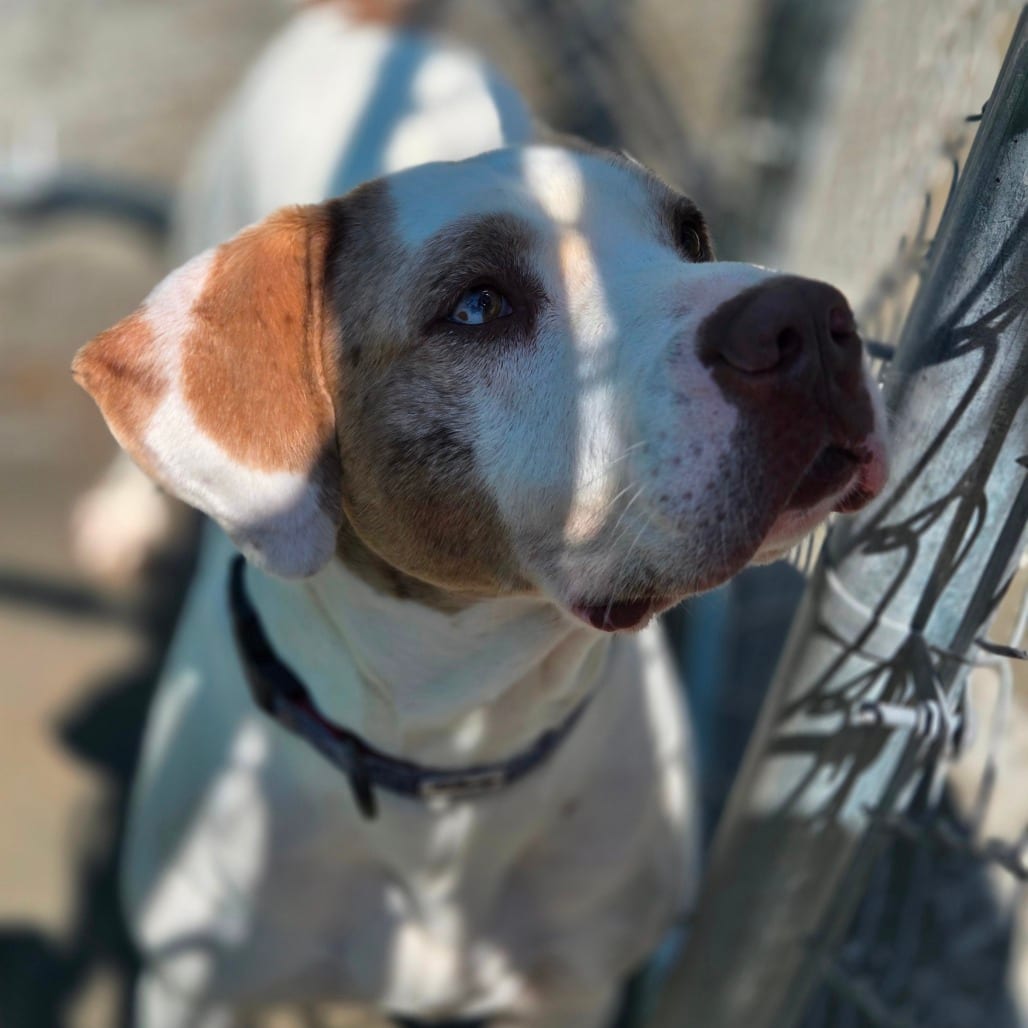 Photo of Donnie Wahlberg, adoptable Mixed Breed (Large) in Winfield, West Virginia