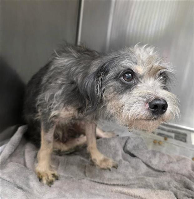 Photo of Rex, adoptable dog in San Antonio, Texas