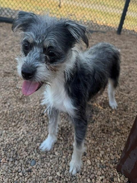 Photo of Equinox, adoptable Maltese in Brighton, Colorado