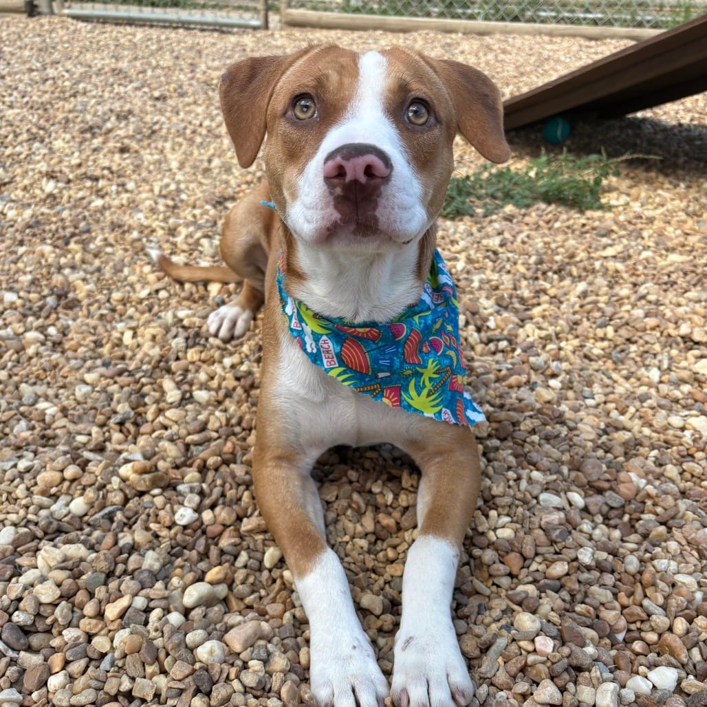 Photo of Robin, adoptable Mixed Breed (Medium) in East Hanover, New Jersey