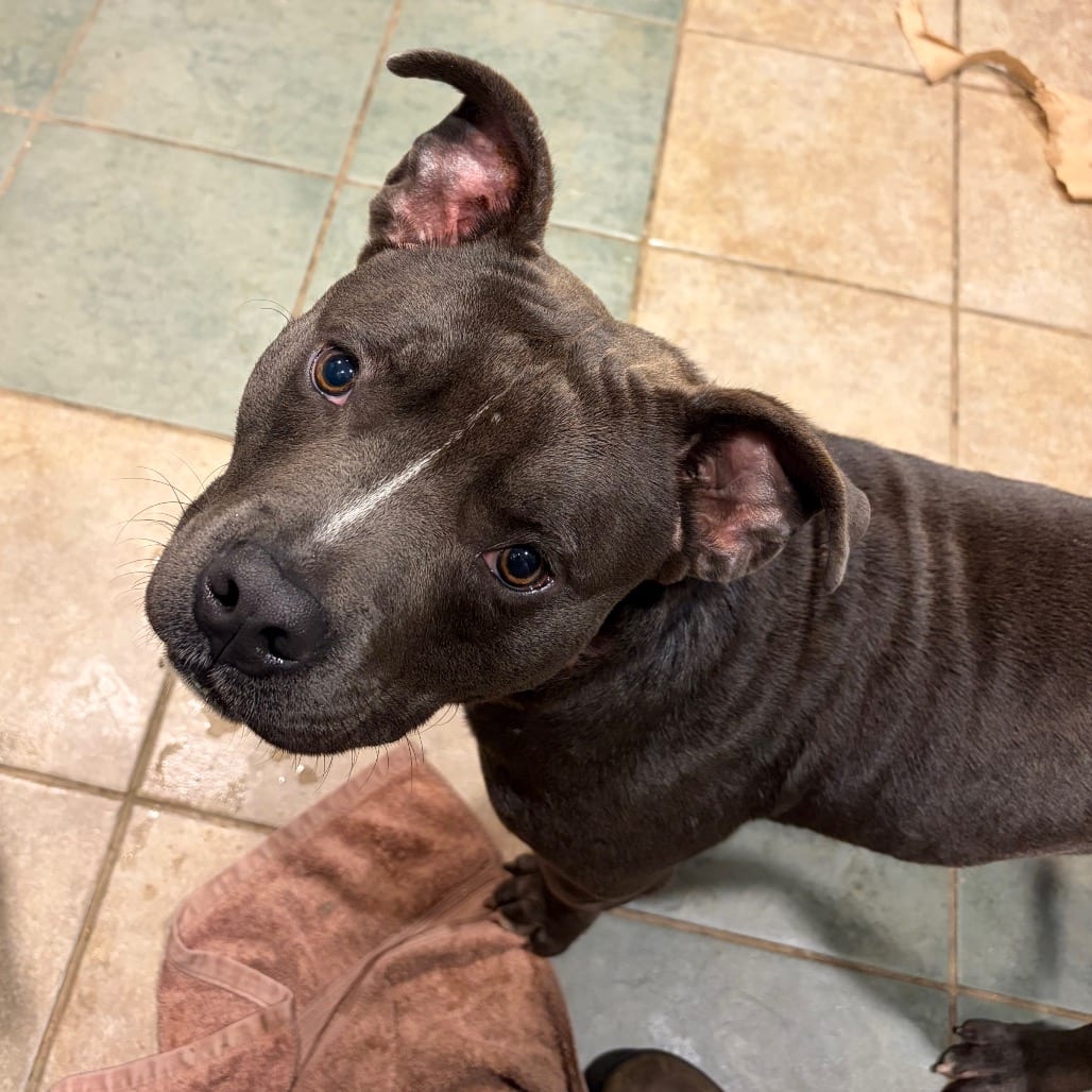 Photo of Kingston, adoptable Mixed Breed (Large) in Chattanooga, Tennessee