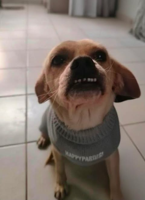 Photo of Puglet T, adoptable Chihuahua in Inglewood, California