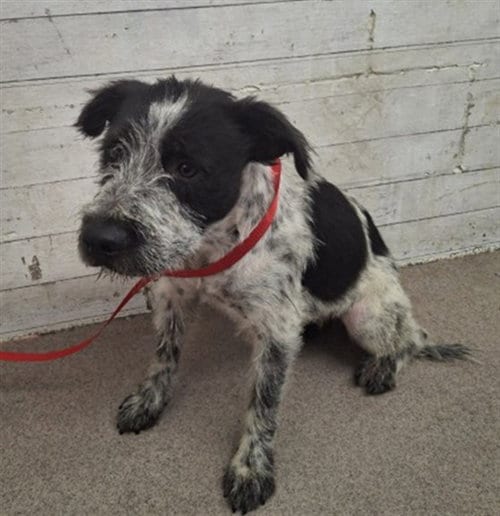 Photo of Wisteria, adoptable Australian Cattle Dog/Blue Heeler in San Bernardino, California