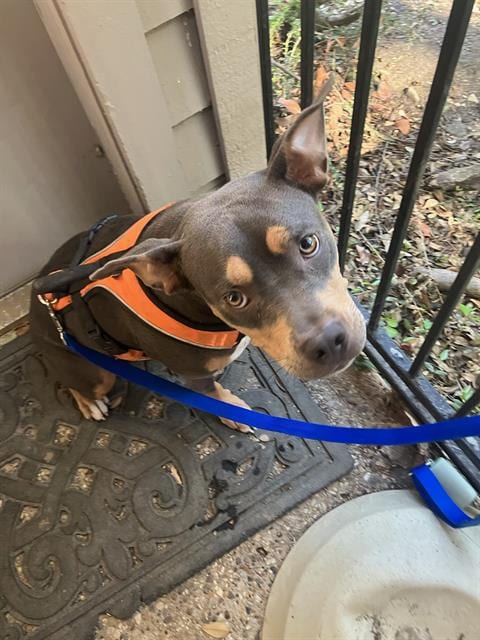 Photo of Star, adoptable American Bulldog in Dallas, Texas