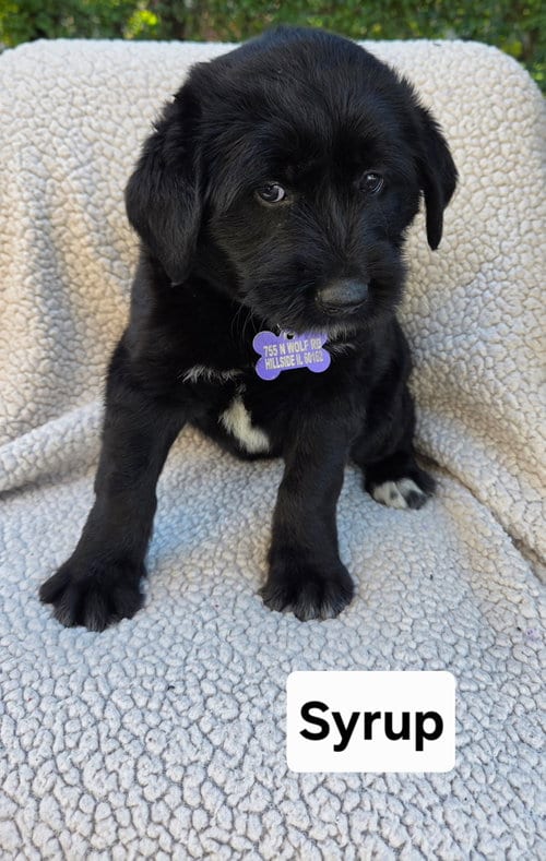 Photo of Syrup, adoptable Australian Shepherd in Hillside, Illinois