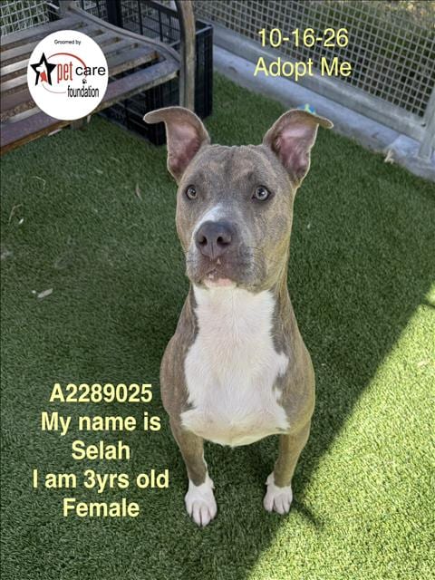 Photo of Selah, adoptable Pit Bull Terrier in Los Angeles, California