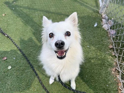 Photo of Noelle, adoptable American Eskimo Dog in Phoenix, Arizona