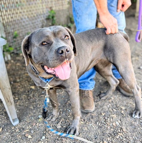 Photo of Clara, adoptable Cane Corso Mastiff in Oakland, California