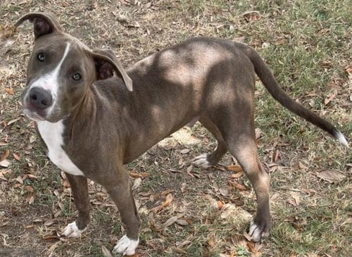 Photo of Oliver, adoptable American Pit Bull Terrier in Texas City, Texas