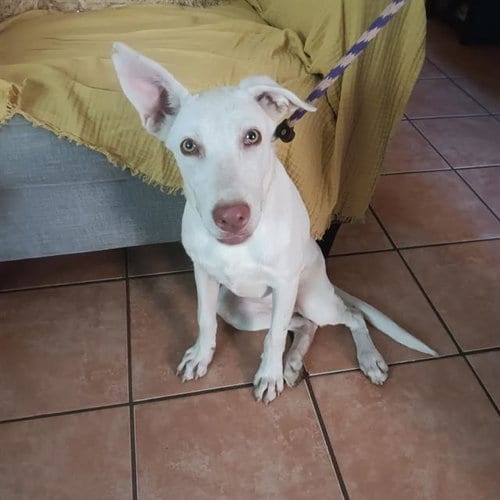 Photo of Pattycake, adoptable Labrador Retriever in San Antonio, Texas