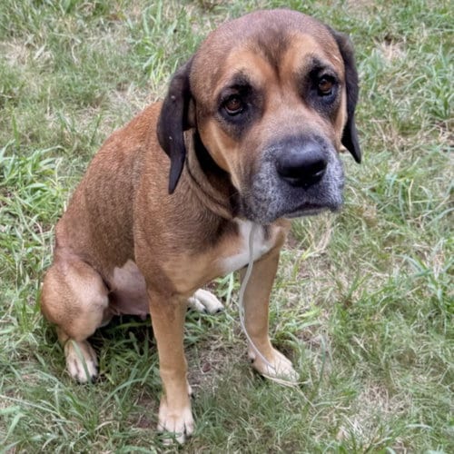 Photo of Cloe, adoptable Mastiff in Houston, Texas