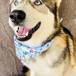 Photo of Winter, adoptable Husky in Littlerock - near Palmdale, California