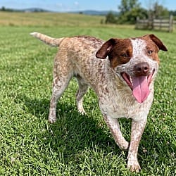 Photo of Cletus, adoptable Australian Cattle Dog in Pittsfield, Illinois