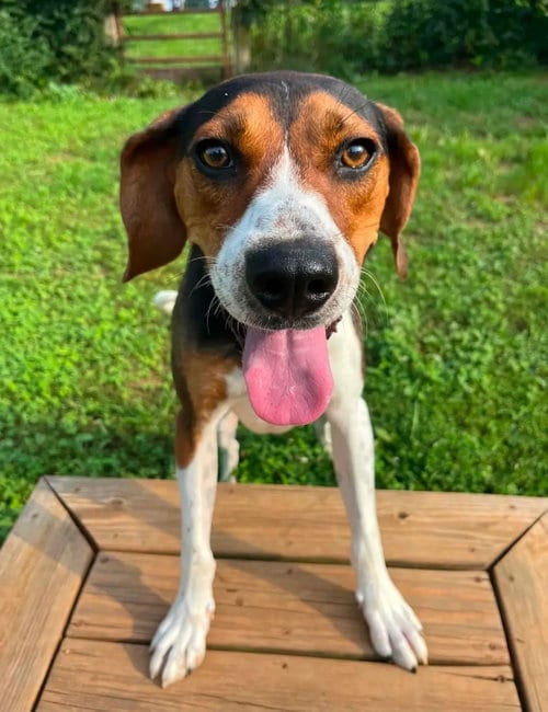Photo of Buzz Lightyear, adoptable Treeing Walker Coonhound in Westminster, Maryland