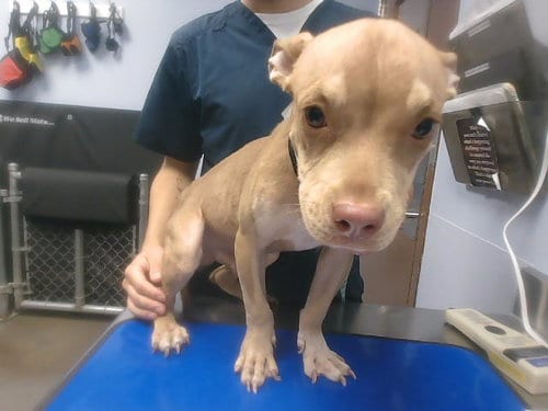 Photo of Shortcake, adoptable American Pit Bull Terrier in Phoenix, Arizona