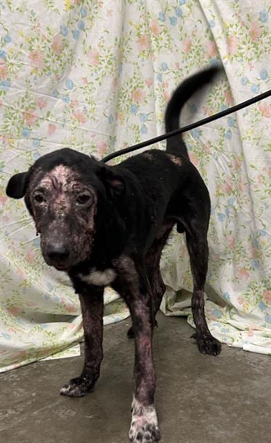 Photo of Toad, adoptable Labrador Retriever in Rosenberg, Texas