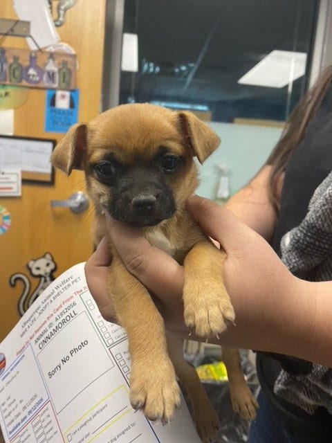 Photo of Cinnamoroll, adoptable Chihuahua in Albuquerque, New Mexico