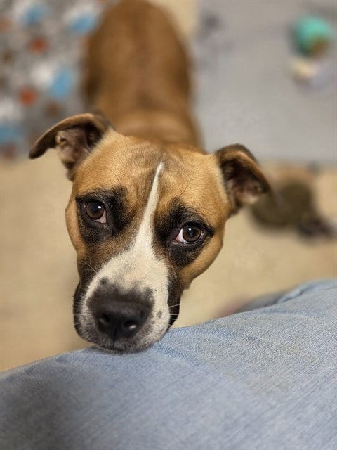 Photo of Lily Kathryn, adoptable Boxer in Statesville, North Carolina