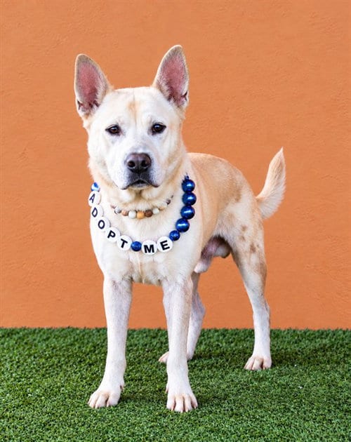 Photo of King, adoptable German Shepherd Dog in Miami, Florida